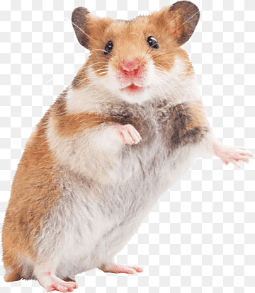 hamantha